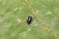 Cryptocephalus nitidus