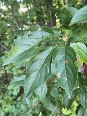 Wilsonomyces carpophilus
