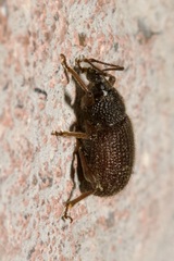 Otiorhynchus rugosostriatus