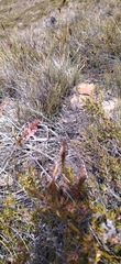 Struthiola ciliata