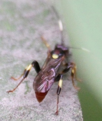 Cratichneumon