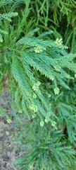 Cryptomeria japonica