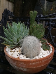 Cephalocereus senilis