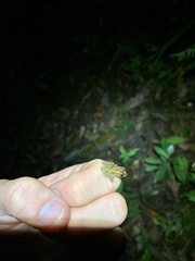 Pristimantis incomptus