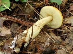 Leccinum holopus