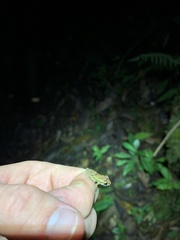 Pristimantis incomptus