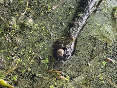 Lithobates clamitans