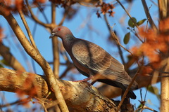 Patagioenas picazuro