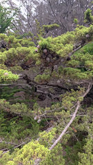 Cupressus macrocarpa