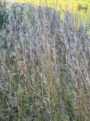 Schizachyrium