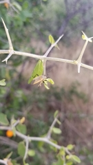 Celtis pallida