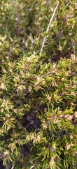 Cliffortia