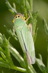 Cicadella