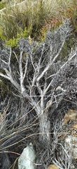 Cliffortia