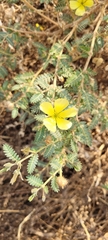 Tribulus