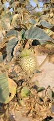 Datura innoxia