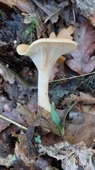 Paralepista flaccida