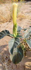 Datura innoxia