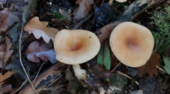 Paralepista flaccida