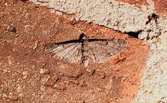 Eupithecia miserulata
