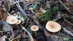 Paralepista flaccida