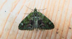 Chloroclysta siterata