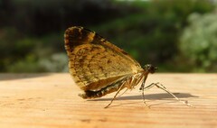 Chloroclysta siterata