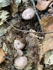 Lactarius subpurpureus