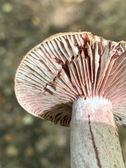 Lactarius subpurpureus