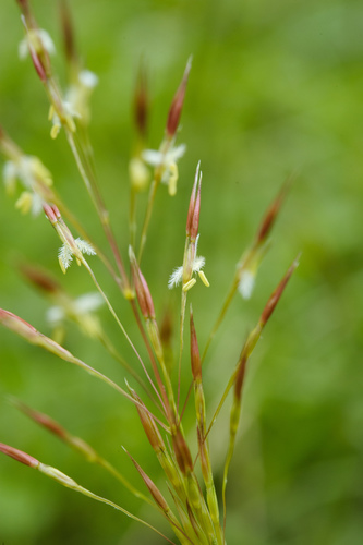 Chrysopogon aciculatus iNat (2)
