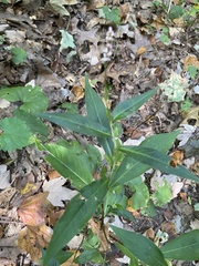Persicaria extremiorientalis
