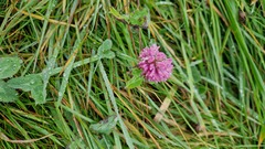 Trifolium pratense