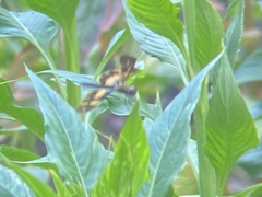 Rhyothemis variegata