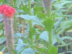 Rhyothemis variegata