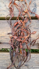 Ascophyllum nodosum
