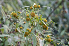 Bidens radiata