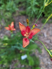 Iris domestica image