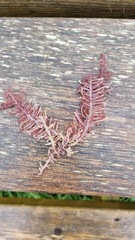 Rhodophyta