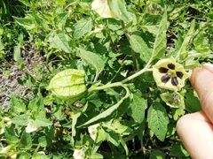 Physalis peruviana