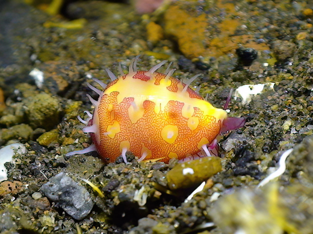 Diminovula stigma
