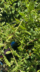Peucetia viridans