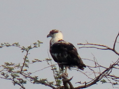 Haliaeetus vocifer