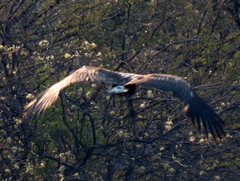 Haliaeetus vocifer