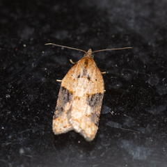 Acleris laterana