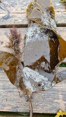 Saccharina latissima