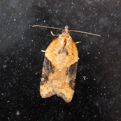 Acleris laterana