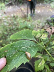 Succinea putris