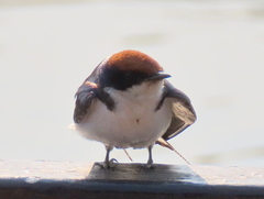 Hirundo smithii smithii
