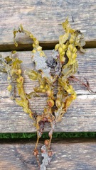 Fucus