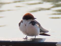 Hirundo smithii smithii